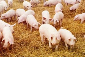 Porcii din gospodării, sacrificaţi doar în prezenţa veterinarului