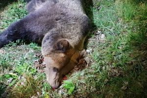 BILANȚ: Cinci urşi loviţi de maşini în judeţul Mureş!