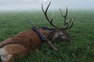 Închisoare cu suspendare şi daune de 6.000 de euro pentru un vânător-braconier din Apuseni care a împuşcat ilegal un cerb