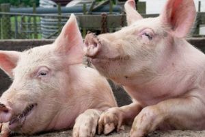 După pestă, o altă năpastă!