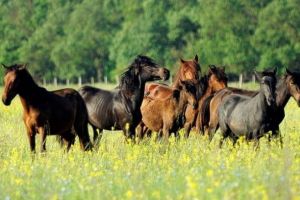 Hoţ de cai prins de poliţiştii din Fărău: Tânăr de 18 ani din judeţul Sibiu, cercetat pentru furt, după ce a făcut dispărut un cal şi a încercat să-l vândă