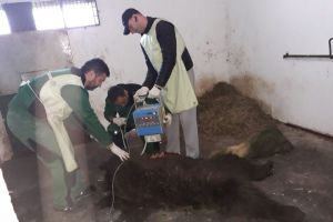 VIDEO+FOTO Un alt urs lovit de maşină a fost adus, în stare gravă, la Braşov