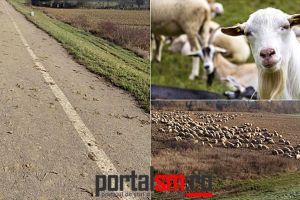 FOTO. Un cioban îşi plimbă oile şi caprele pe digul din Satu Mare. Oamenii, revoltaţi