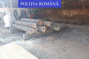 FOTO. Razii la ,,mafia lemnului” din judeţul Satu Mare. Acţiunea s-a lăsat cu amenzi şi confiscări