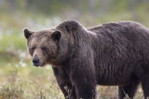 Preşedintele CJ Mureş cere Guvernului ”soluţii legislative” în criza urşilor