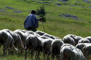 Muncitori români, exploataţi la ferme din Italia. Cum i-a ajutat ambasadorul României, bihoreanul George Bologan