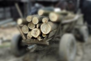 Căruţaş amendat pentru lemne fără documente