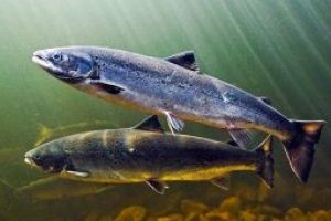 In deserturile din Dubai au inceput sa fie crescuti somoni