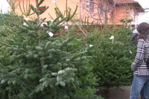 Cat costa brazii de Craciun anul acesta. Romsilva scoate la vanzare 40.000 de pomi