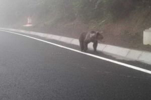 Final tragic pentru ursul lovit de o maşină pe DN 11