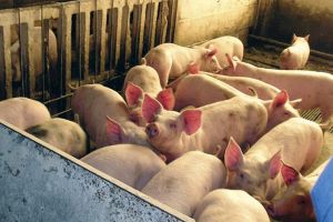 DSVSA Braila loveste dur crescatorii de porci din judet