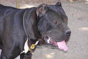 Halucinant! Un copil din Cluj a spus, la grădiniţă, cum tatăl lui a tranşat un om şi l-a aruncat la câini: