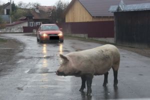 Porcii, o problemă naţională. A fost limitat numărul lor în gospodării. Reguli noi pentru sacrificare