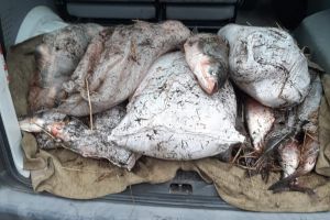 Captura a politistilor de frontiera constanteni: 200 kilograme de peste fara documente legale, descoperite intr-un atelaj hipo