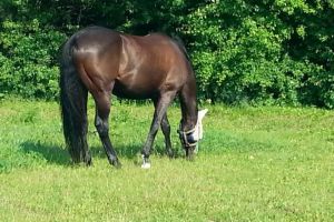 Un sibian a furat un cal dintr-o gospodărie din Alba – Tânărul a încercat să îl vândă