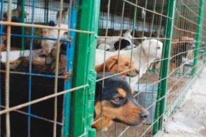 Peste 11.000 de câini, adunaţi de pe străzile Piteştiului!