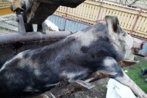 Pesta porcina in Maramures: Alti sase porci au fost sacrificati la Sabisa pentru reducerea riscului de raspandire a bolii