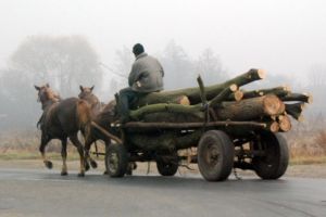 Alt căruţaş amendat pentru lemne de foc fără acte de provenienţă