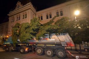 Un pin uriaş a fost donat ca pom de Crăciun oraşului Odorheiu Secuiesc