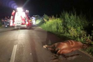 Încă un animal a fost lovit de o maşină, la Braşov