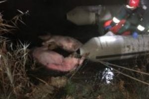 Cadavre de porci găsite într-un lac de lângă comuna Vârghiş