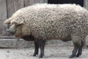 Porcul s-a SCUMPIT. Trataţi-l ca pe o… delicatesă