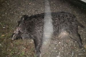 IONEȘTI: Un autoturism a lovit în plin o turmă de mistreţi ce traversa şoseaua