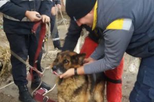 Căţel salvat de pompieri după ce a căzut într-o fântână adâncă de 10 metri