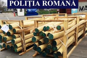 Material lemnos din patru containere din Porturile Constanta si Constanta Sud, confiscate de politisti