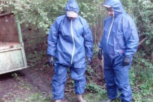 Caz suspect de pestă porcină africană în zona Sighişoarei!