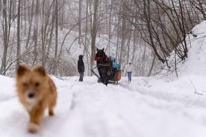 Turism, iarna, în Timiş: plimbări cu sania la Margina, dansul căluşarilor şi Târg de Crăciun
