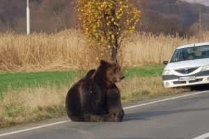 Comandantul Jandarmeriei Sibiu recunoaşte că şi aici jandarmii ar acţiona ca la Harghita, dacă ar apărea un urs