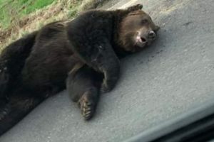 IMPORTANT! Procedură nouă de intervenţie în cazul urşilor!