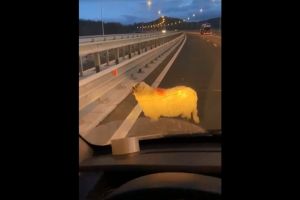 VIDEO ȘTIREA TA: O oaie rătăcită i-a pus în dificultate pe şoferii de pe autostrada A1 Sebeş-Sibiu