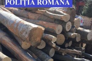 Material lemnos în valoare de 30.000 de lei confiscat de Poliţie!