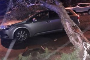 Copac cazut peste un autoturism, pe strada Dispensarului din Constanta