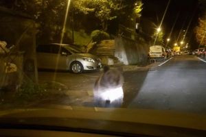 RO ALERT la Braşov. Ursul a ieşit iar la plimbare