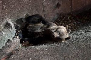 Încă un urs lovit de maşină în Mureş!