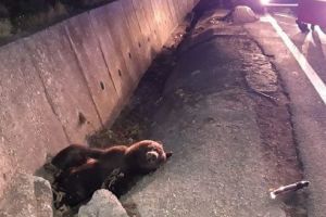 VIDEO: Urs accidentat mortal de o maşină în Mureş!