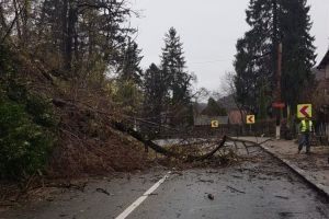 FOTO Copaci căzuţi pe Valea Oltului – Trafic deviat în zonă