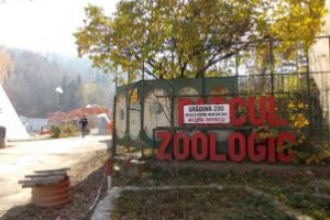 Licitaţii pentru amenajarea ţarcurilor pentru zebre şi tapiri, la Zoo Braşov