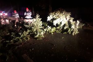 Efectele vremii rele în Teleorman/ Copaci rupţi şi fire căzute din cauza vântului puternic