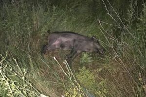 Focar de pestă porcină africană în fondul de vânătoare Trivale