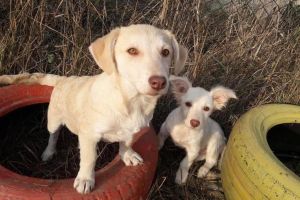 Colectă pentru căţeii de la Casa lui Patrocle, duminică, la Shopping City