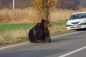 Încă un urs a fost lovit de o maşină. Al patrulea în ultimele zile