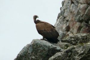 Un exemplar de vultur plesuv sur a fost salvat in Cipru. Acesta a revenit la vechea sa colonie