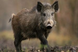 Focar nou de pestă porcină africană la mistreţ