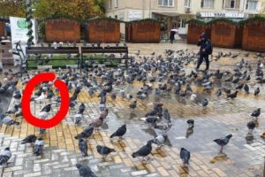 Porumbeii de pe Strada Mare, la RECENSĂMÂNT