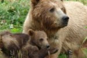 Urşii din apropierea Lugojului costă 120 de milioane de euro!