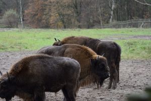 Munţii Făgăraş vor fi repopulaţi cu zimbri. 30 de exemplare vor ajunge în sălbăticie